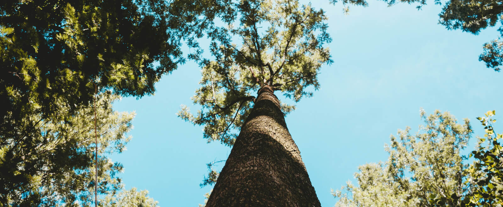 Hoge bomen vangen veel wind; zorg als bestuurder voor stevige wortels!